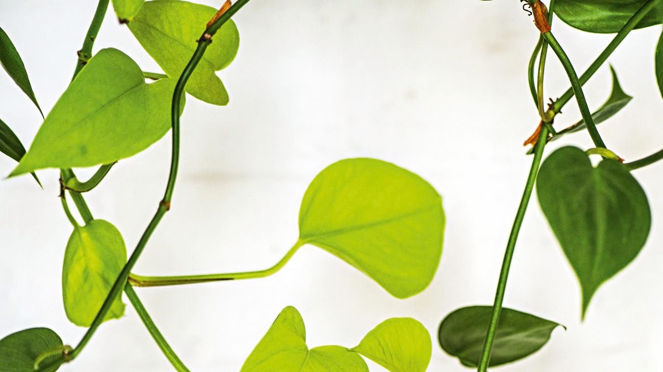 Devil's Ivy plant growing in different directions.