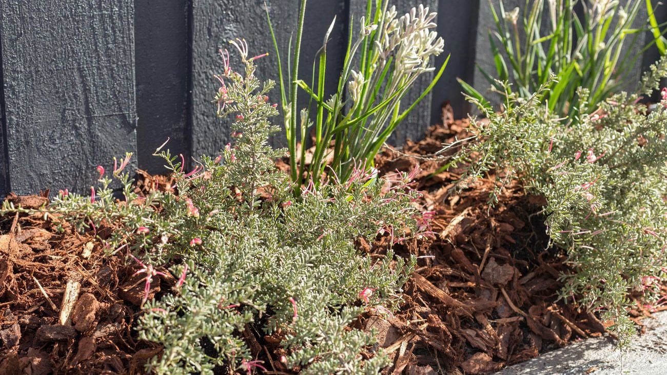 Bark and plants in front of a grey wooden fence.