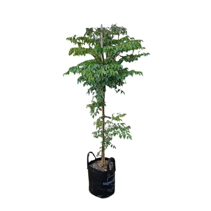 25L China Doll - Radermachera Sinica