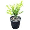 2L Boxwood - Buxus hybrid Green Gem