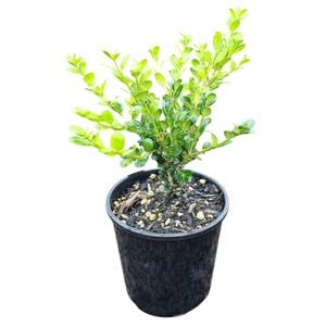 2L Boxwood - Buxus hybrid Green Gem