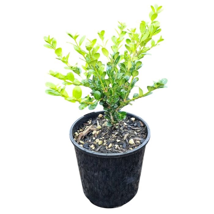 2L Boxwood - Buxus hybrid Green Gem