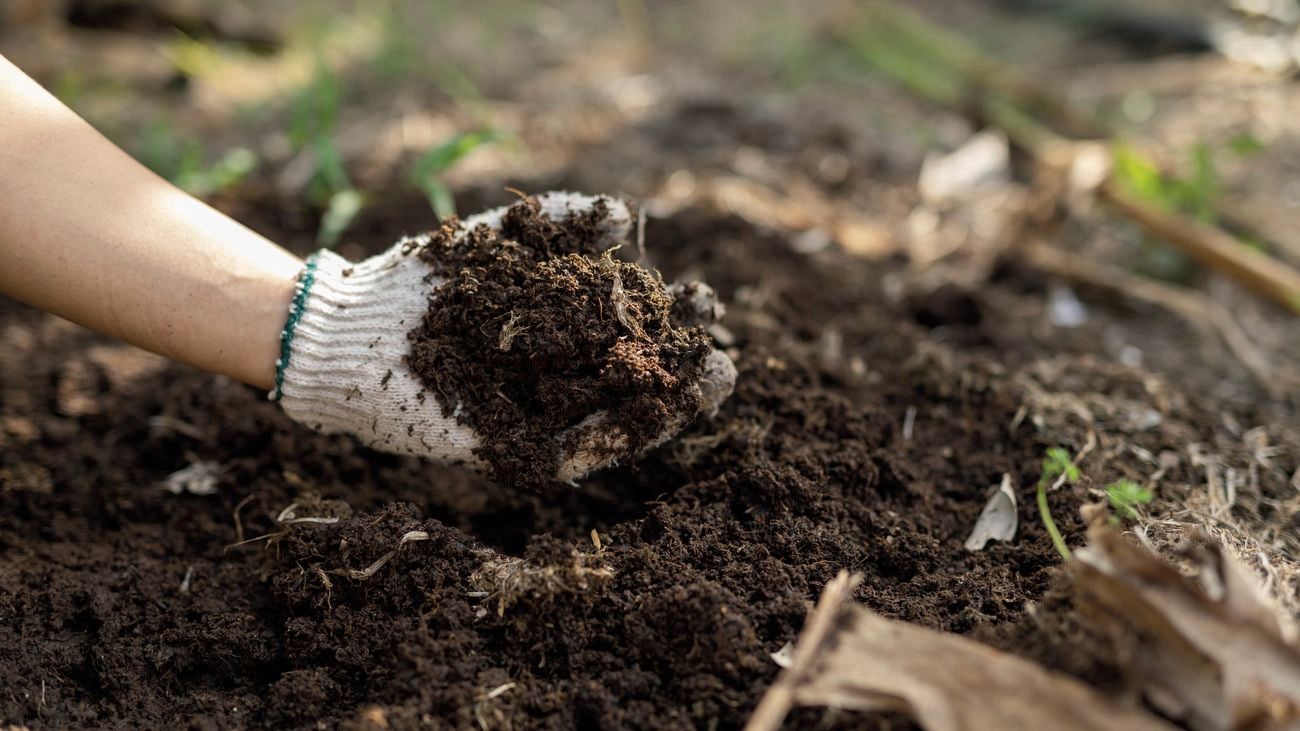 A gloved hand holding rich, dark compost.