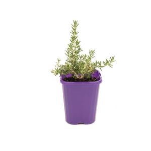 85mm Rosemary Silverwood - Rosmarinus hybrid