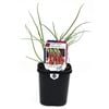 95mm Shallots Red - Allium cepa - Super Foods