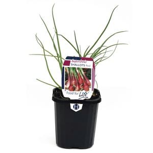 95mm Shallots Red - Allium cepa - Super Foods