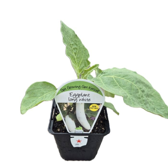 9cm Eggplant Long White