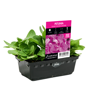 Punnet Petunia Double Cascade Lavender - Petunia x hybrida