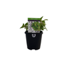 95mm Oregano - Origanum vulgare