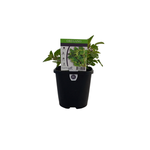 95mm Oregano - Origanum vulgare