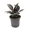 130mm Rubber Plant - Ficus elastica Decora