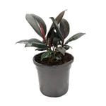 130mm Rubber Plant - Ficus elastica Decora