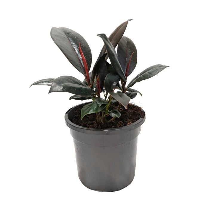 130mm Rubber Plant - Ficus elastica Decora