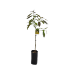 2.8L Planter Bag PB5 Avocado Hass - Persea americana