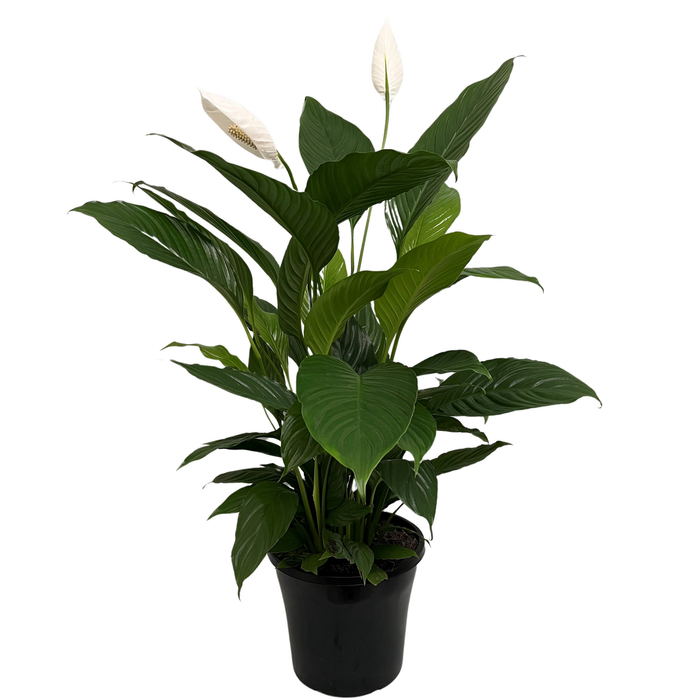 250mm Stephanie Peace Lily - Spathiphyllum hybrida