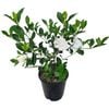 3.3L Gardenia Veitchii - Gardenia jasminoides