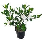 3.3L Gardenia Veitchii - Gardenia jasminoides