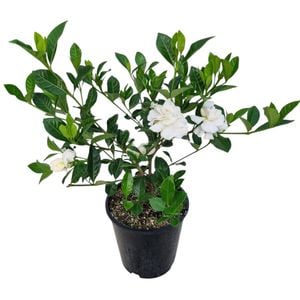 3.3L Gardenia Veitchii - Gardenia jasminoides