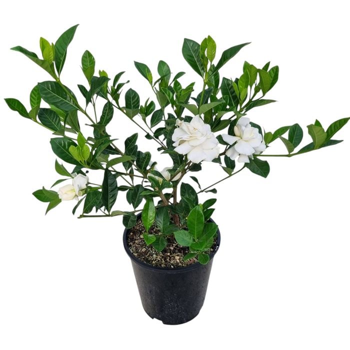 3.3L Gardenia Veitchii - Gardenia jasminoides