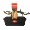 Butternut Pumpkin Punnet - Grow Your Own Range