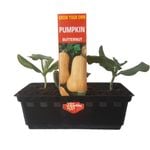 Butternut Pumpkin Punnet - Grow Your Own Range