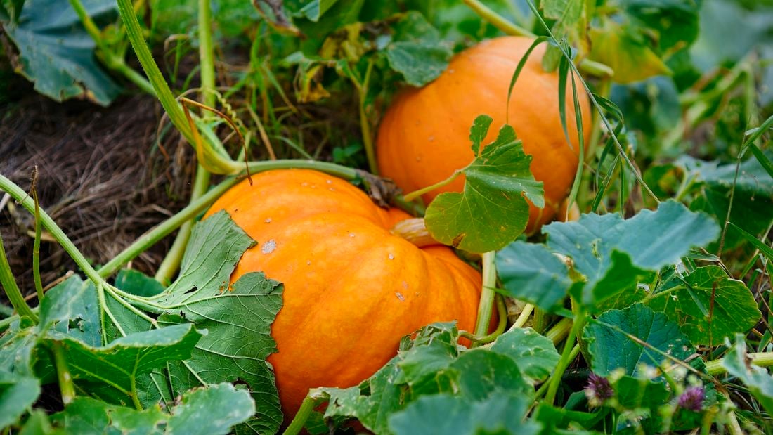 Two ripe pumpkins nestled in the undergrowth.