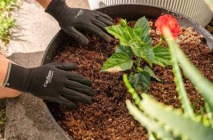 A person adding mulch around the plants.