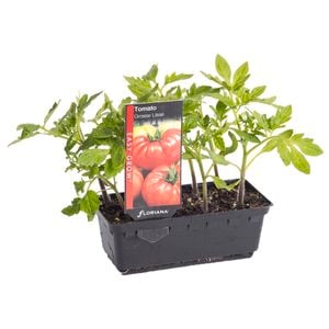 Tomato Grosse Lisse Punnet - Lycopersicon esculentum