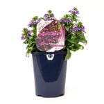 150mm Scaevola Candle Cobalt Blue - Scaevola aemula - Garden Jewels Range