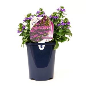150mm Garden Jewels Range Scaevola Candle Cobalt Blue - Scaevola aemula