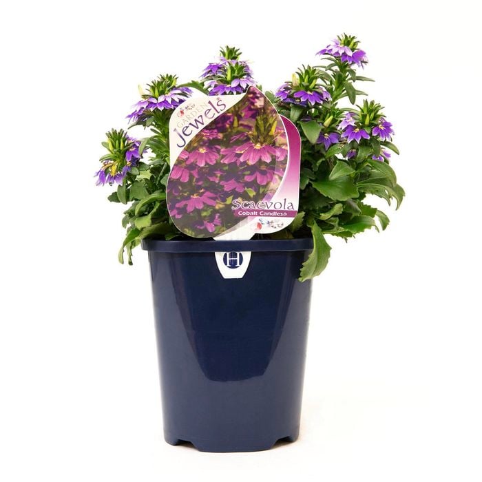 150mm Garden Jewels Range Scaevola Candle Cobalt Blue - Scaevola aemula