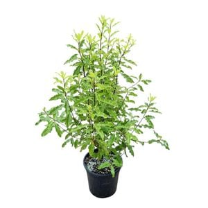 4L Lemonwood - Pittosporum Mini Green