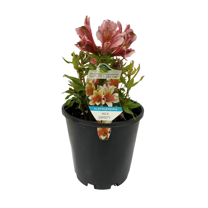 180mm Alstroemeria Princess Lillies - Peruvian Lily