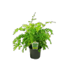 12cm Maidenhair Fern - Adiantum cuneatum