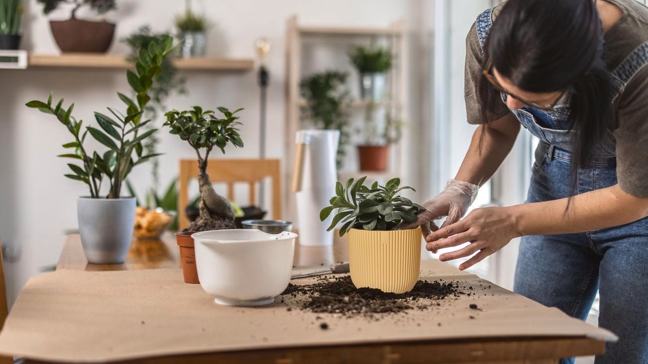 A woman wearing gloves planting succulents in a small yellow pot.