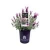 140mm Lavender LAVINNOVA® Frostberry Ruffles - Lavandula