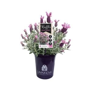 140mm Lavender LAVINNOVA® Frostberry Ruffles - Lavandula