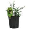 Plant Citrus 1.9L Finger Lime