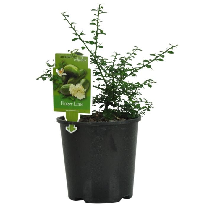 Plant Citrus 1.9L Finger Lime