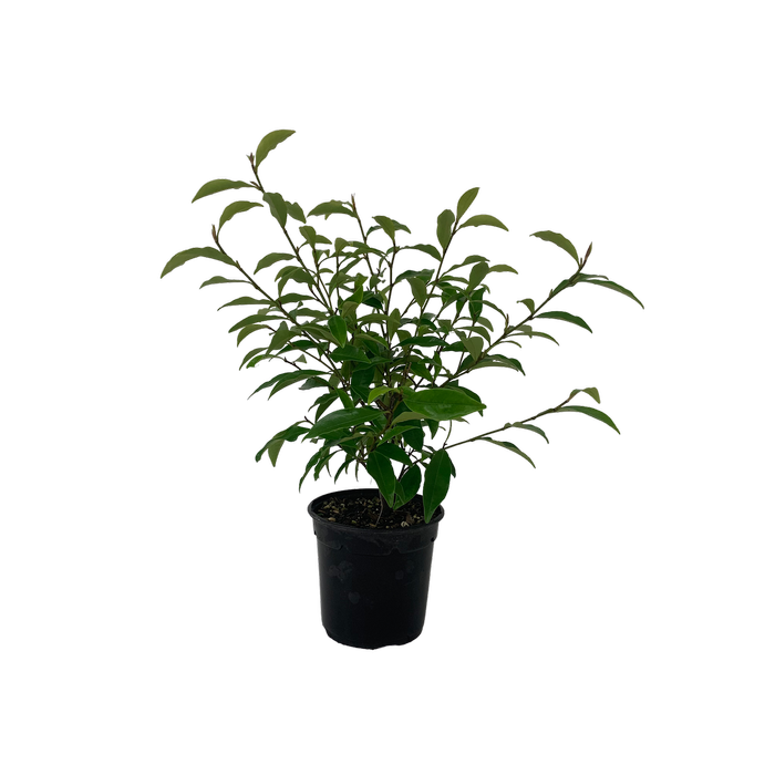 2.5L Port Wine Magnolia - Michelia figo