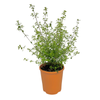 140mm Native Thyme - Prostanthera