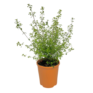 140mm Native Thyme - Prostanthera