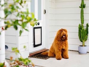 dog in front of an entrace door