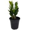 180mm ZZ Plant - Zamioculcas zamiifolia