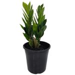 180mm ZZ Plant - Zamioculcas zamiifolia