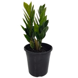 180mm ZZ Plant - Zamioculcas zamiifolia