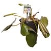 200mm Hardy Waterlily - Nymphaea Spp
