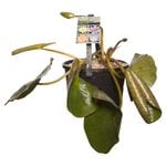200mm Hardy Waterlily - Nymphaea Spp