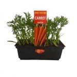 Punnet Dutch Carrot - Daucus carota