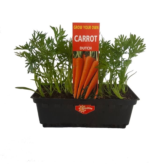 Punnet Dutch Carrot - Daucus carota